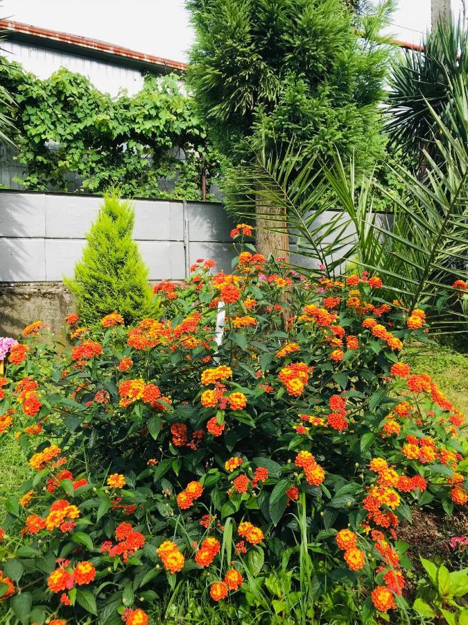Greenview Guesthouse Μπατούμι Εξωτερικό φωτογραφία