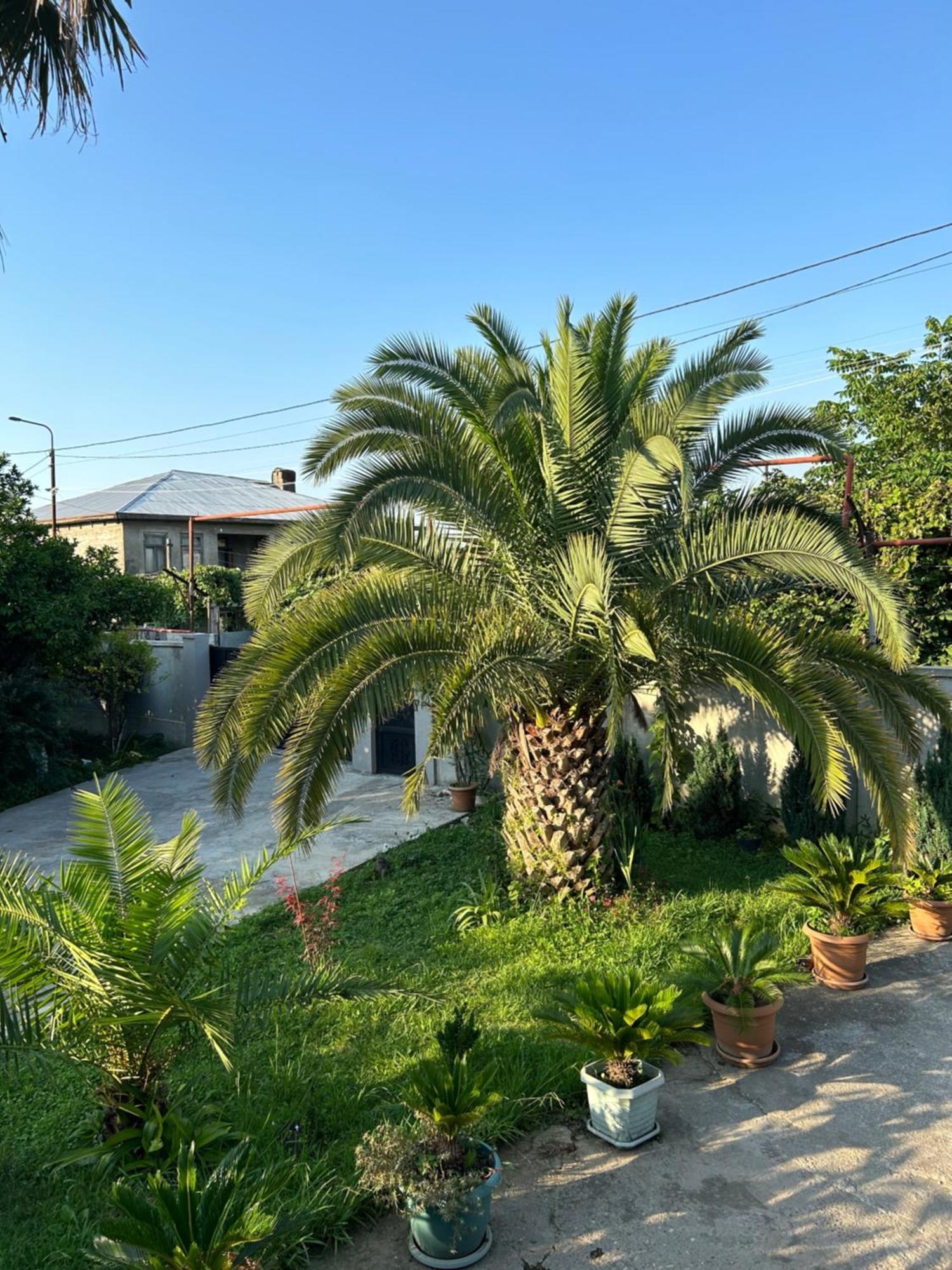 Greenview Guesthouse Μπατούμι Εξωτερικό φωτογραφία